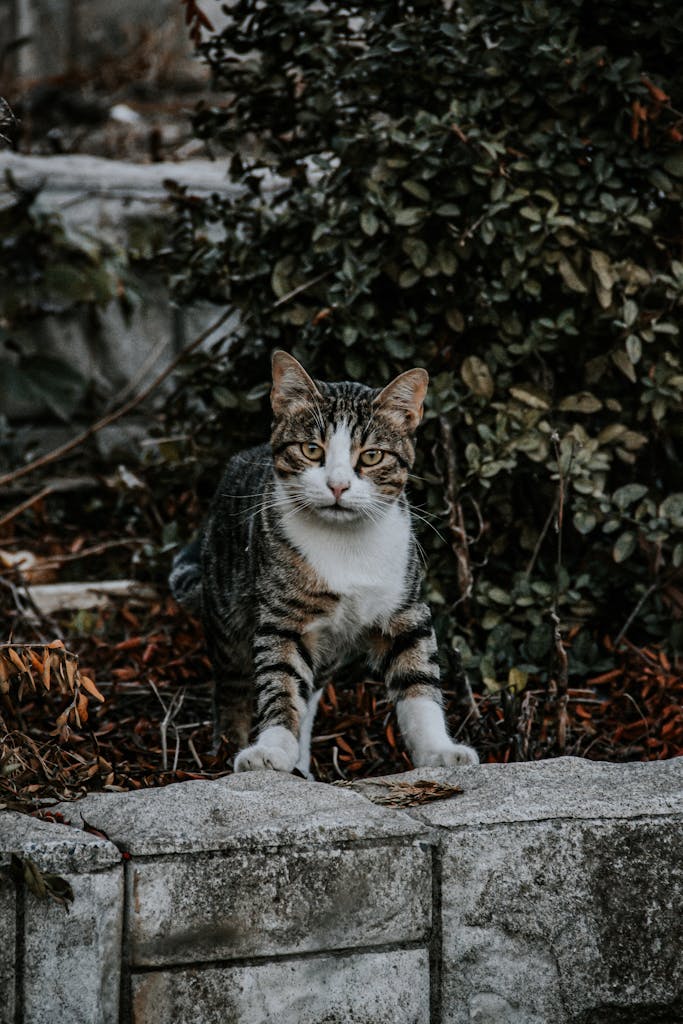 A tabby cat explores its natural surroundings, perched on a stone wall outdoors.