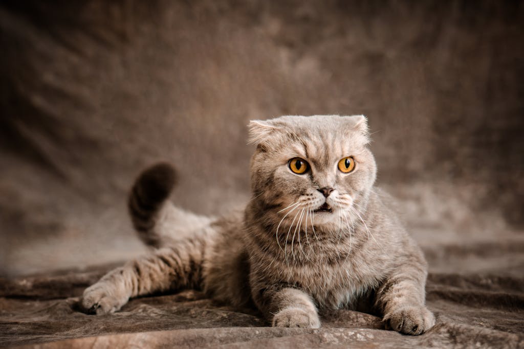Charming Scottish Fold cat lying on a textured gray background, showing off thick fur and expressive amber eyes.