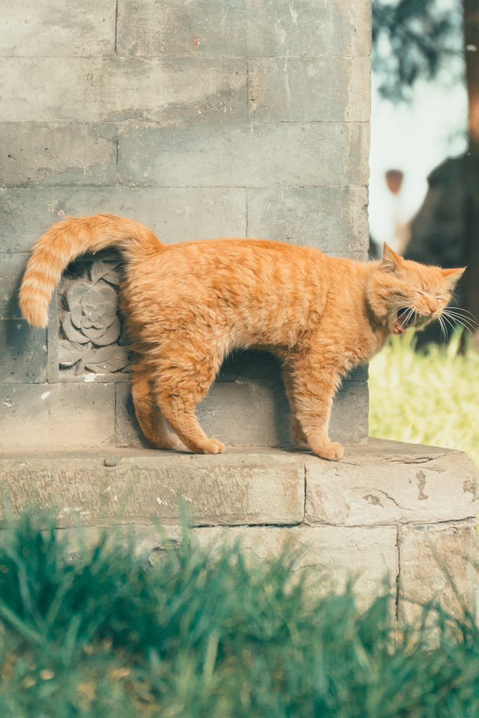Ginger cat yawning by a stone structure outdoor in a Beijing park.